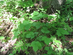 Rubus