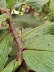 Costus bracteatus