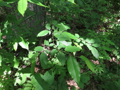 Prunus
