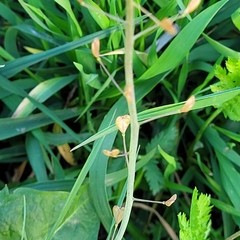 Capsella bursa-pastoris