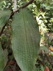 Costus bracteatus