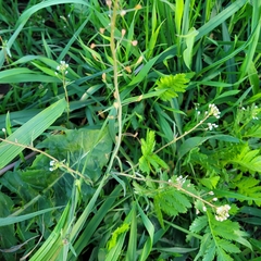 Capsella bursa-pastoris