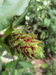 Costus bracteatus