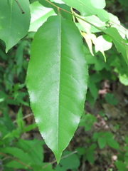 Prunus