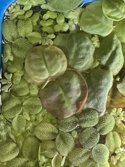 Phyllanthus fluitans