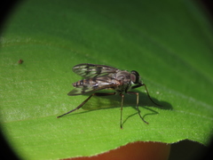 Rhagio mystaceus
