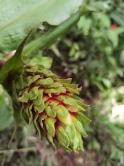 Costus bracteatus