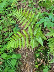 Dryopteris erythrosora