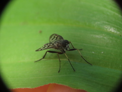 Rhagio mystaceus