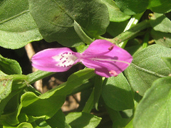 Dicliptera