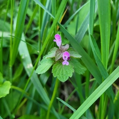 Lamium purpureum