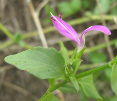 Dicliptera