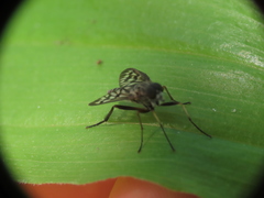 Rhagio mystaceus