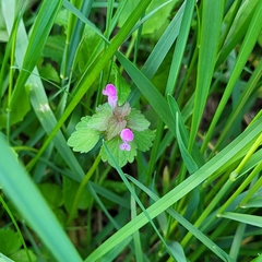Lamium purpureum