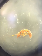 Hypoponera punctatissima