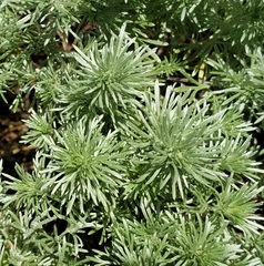 Artemisia schmidtiana