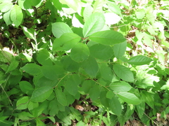 Prunus