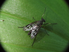 Rhagio mystaceus