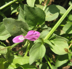 Dicliptera