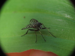 Rhagio mystaceus