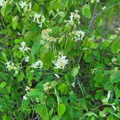 Amelanchier spicata