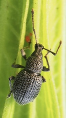 Otiorhynchus pinastri
