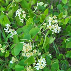 Amelanchier spicata