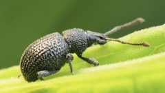 Otiorhynchus pinastri