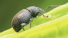 Otiorhynchus pinastri