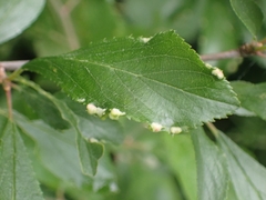 Eriophyes prunispinosae