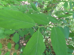 Angiospermae
