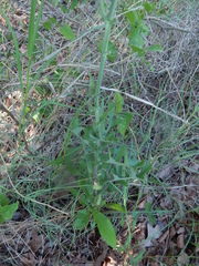 Lactuca ludoviciana