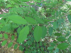 Angiospermae