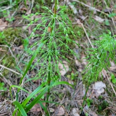 Equisetum