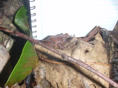 Arthroleptis affinis