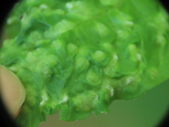 Aceria fraxini