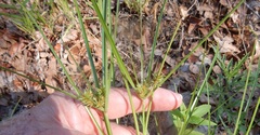 Cyperus retroflexus