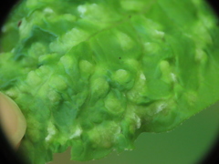 Aceria fraxini