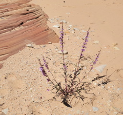 Penstemon laevis