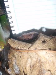 Arthroleptis affinis