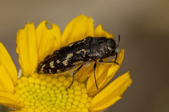 Acmaeodera connexa