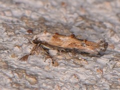 Mompha murtfeldtella