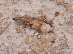 Mompha murtfeldtella