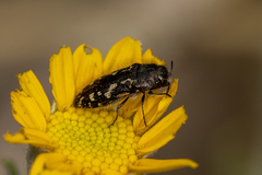 Acmaeodera connexa