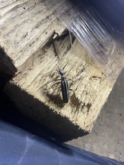 Epicauta atrivittata