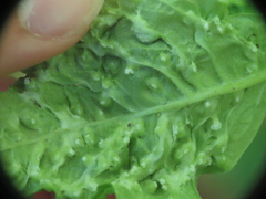 Aceria fraxini