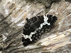 Rheumaptera hastata