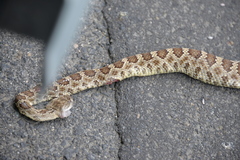 Crotalus oreganus