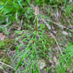 Equisetum