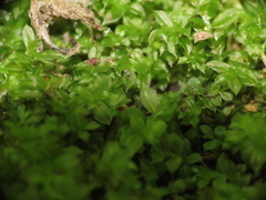 Bryopsida